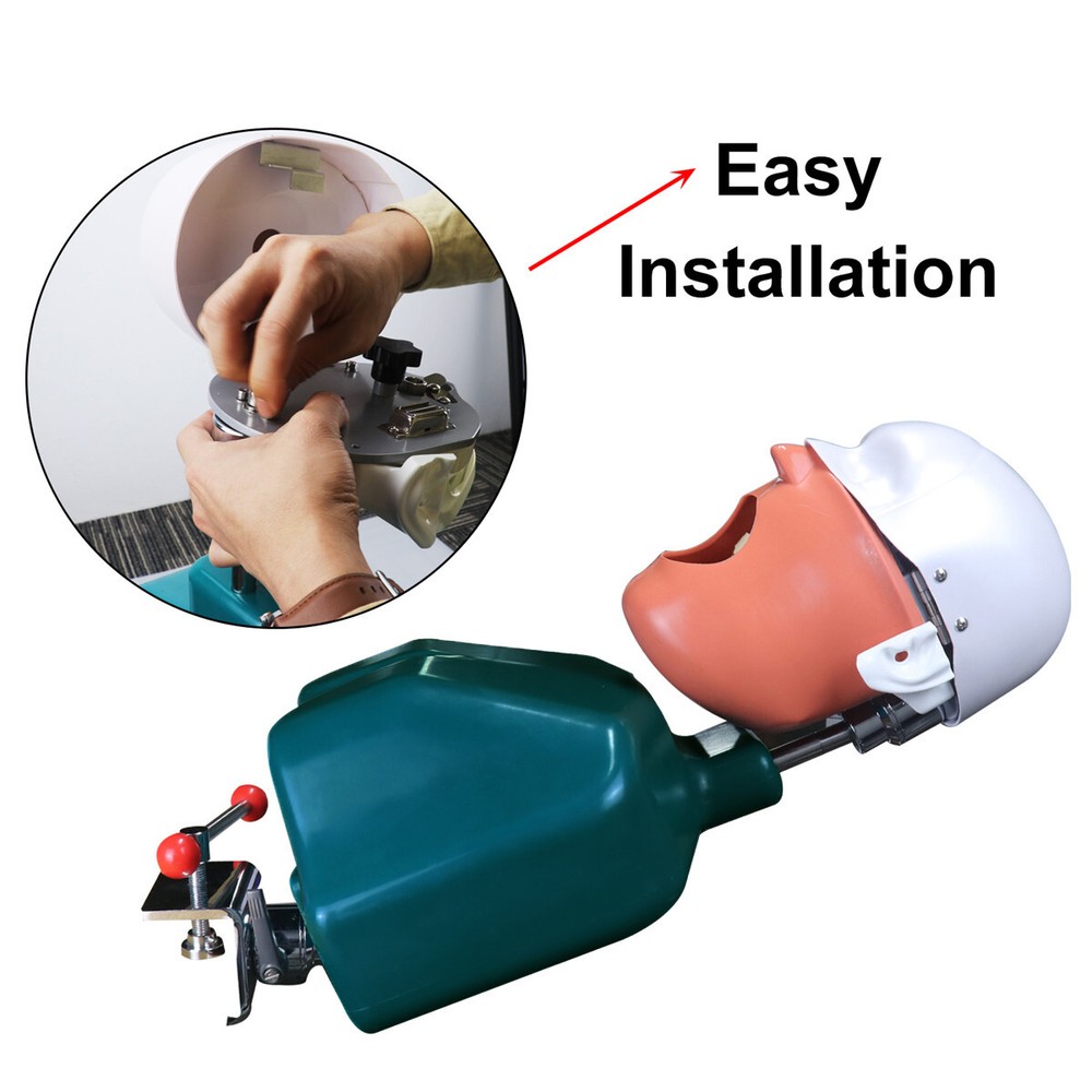 Dental Head Model Simulation Dentistry Manikins Simulator Phantom Training Model