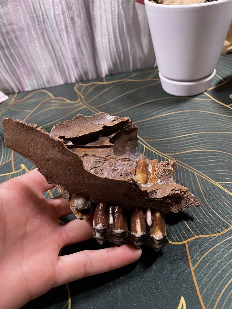 Historic Bison Jaw
