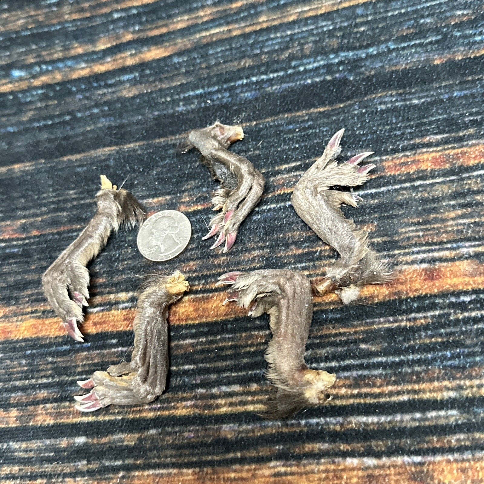 5 Real tanned Muskrat Back Feet Cured Taxidermy Mount Repair Arts Craft Witch