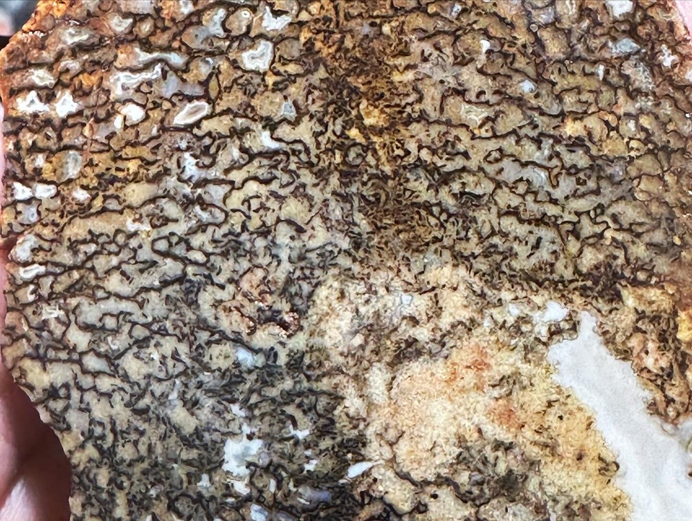 Dinosaur bone rough fortified wash split.