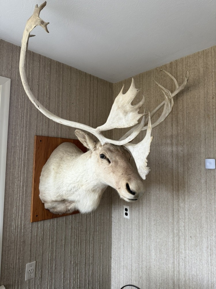 Caribou Mount