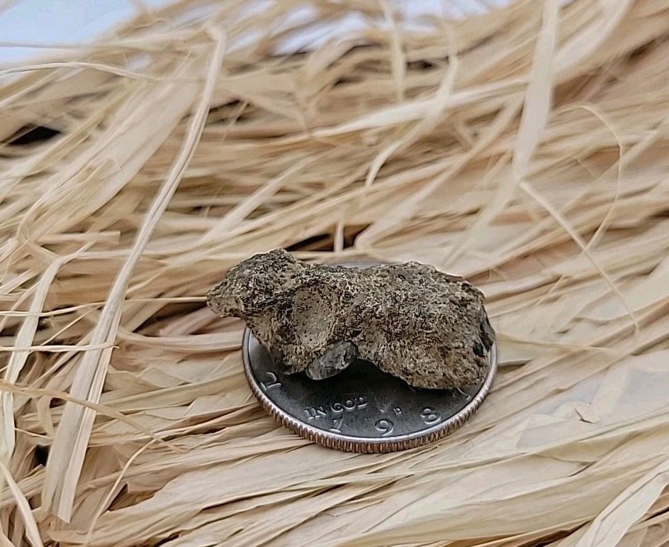 Permineralized Claw Fossil Super Rare