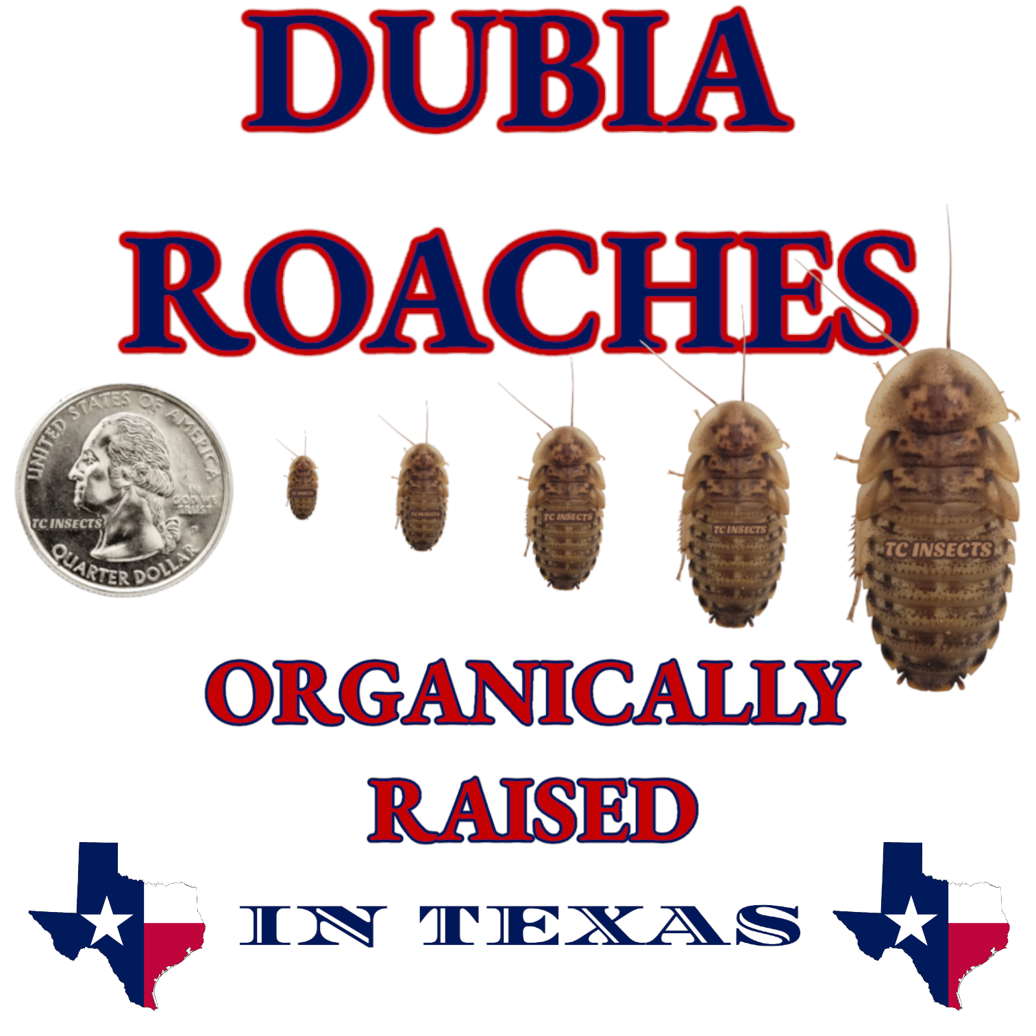 Dubia Roaches | Small, Medium, Large | Live Arrival & FREE SHIPPING NATIONWIDE!