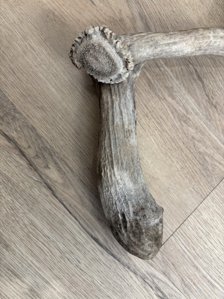 Funky Elk Shed Antler.