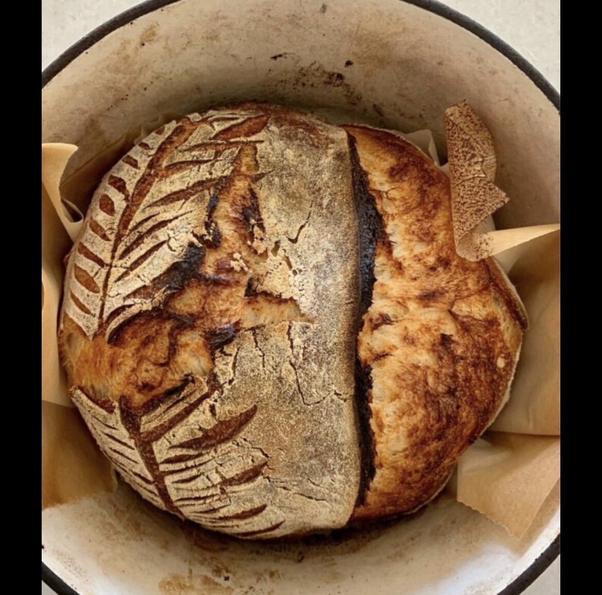 ORGANIC Sourdough Bread Starter San Francisco - Live 200yrs Old BEST SELLER!