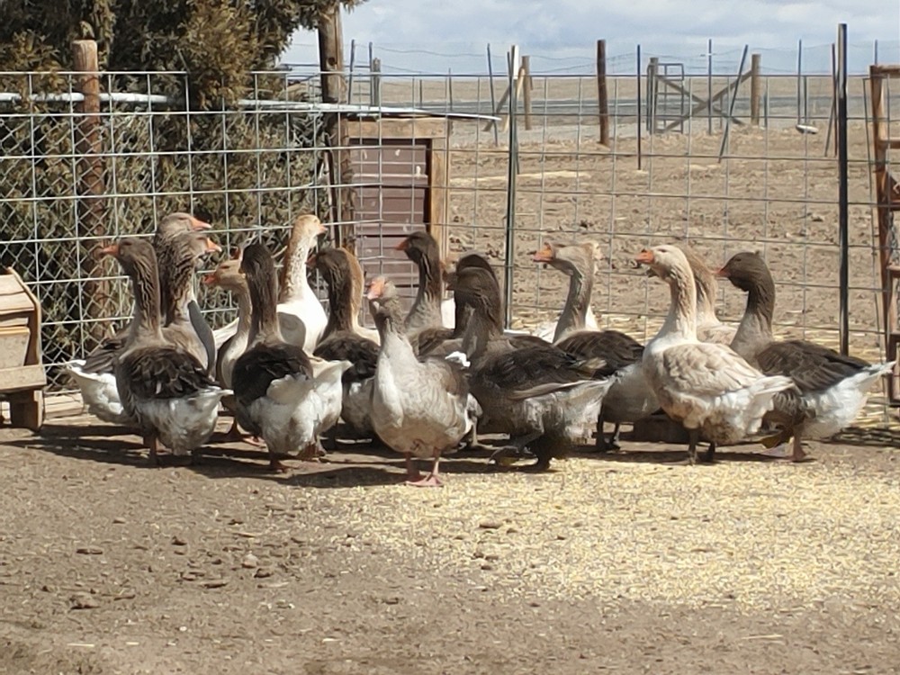 Jumbo Dewlap Toulouse Hatching Eggs