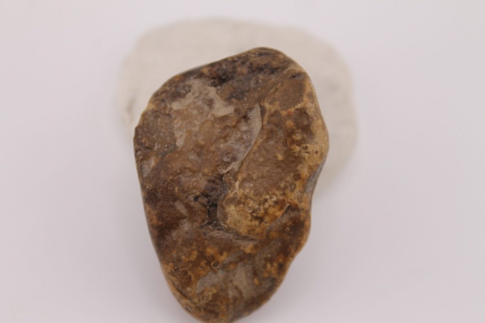 Real Permineralized Reptile Egg Fossil