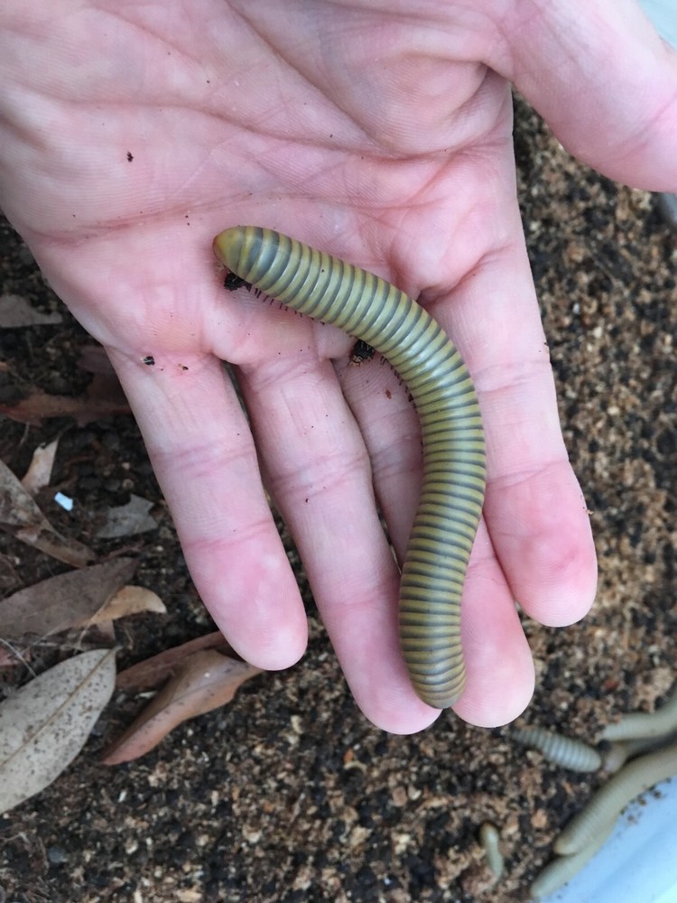 Smokey Oak Millipede (Narceus gordanus)