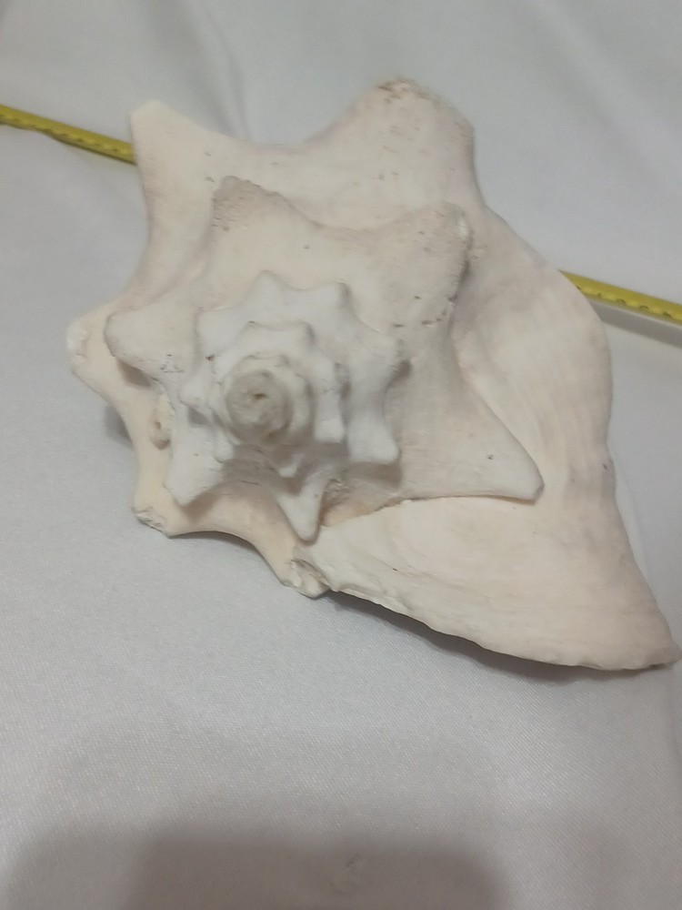 Assorted Large Conch / Seashell Lot See Pics