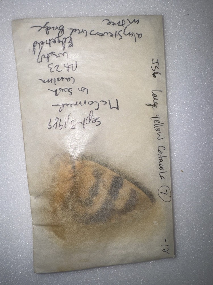 JS6 - YELLOW CATACOLA UNDERWING MOTH Large - 7