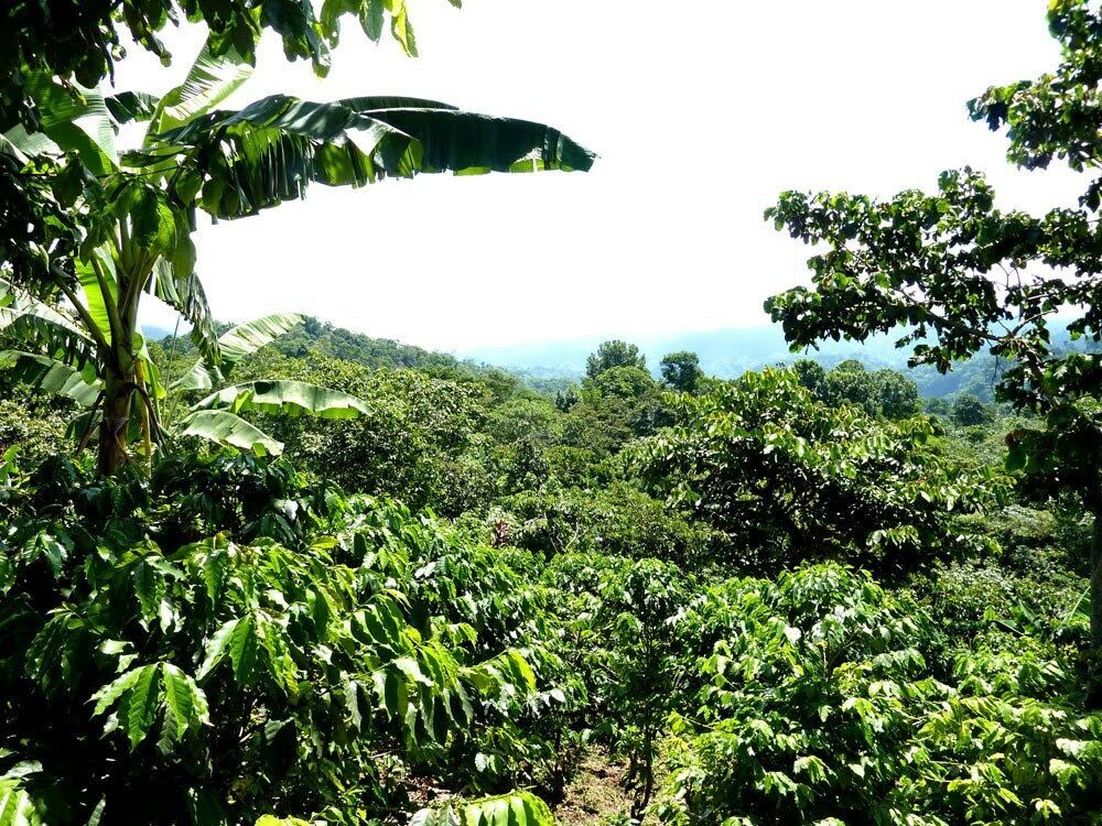 PANAMA GEISHA MEDIUM COFFEE BEANS ROASTED 2 POUNDS