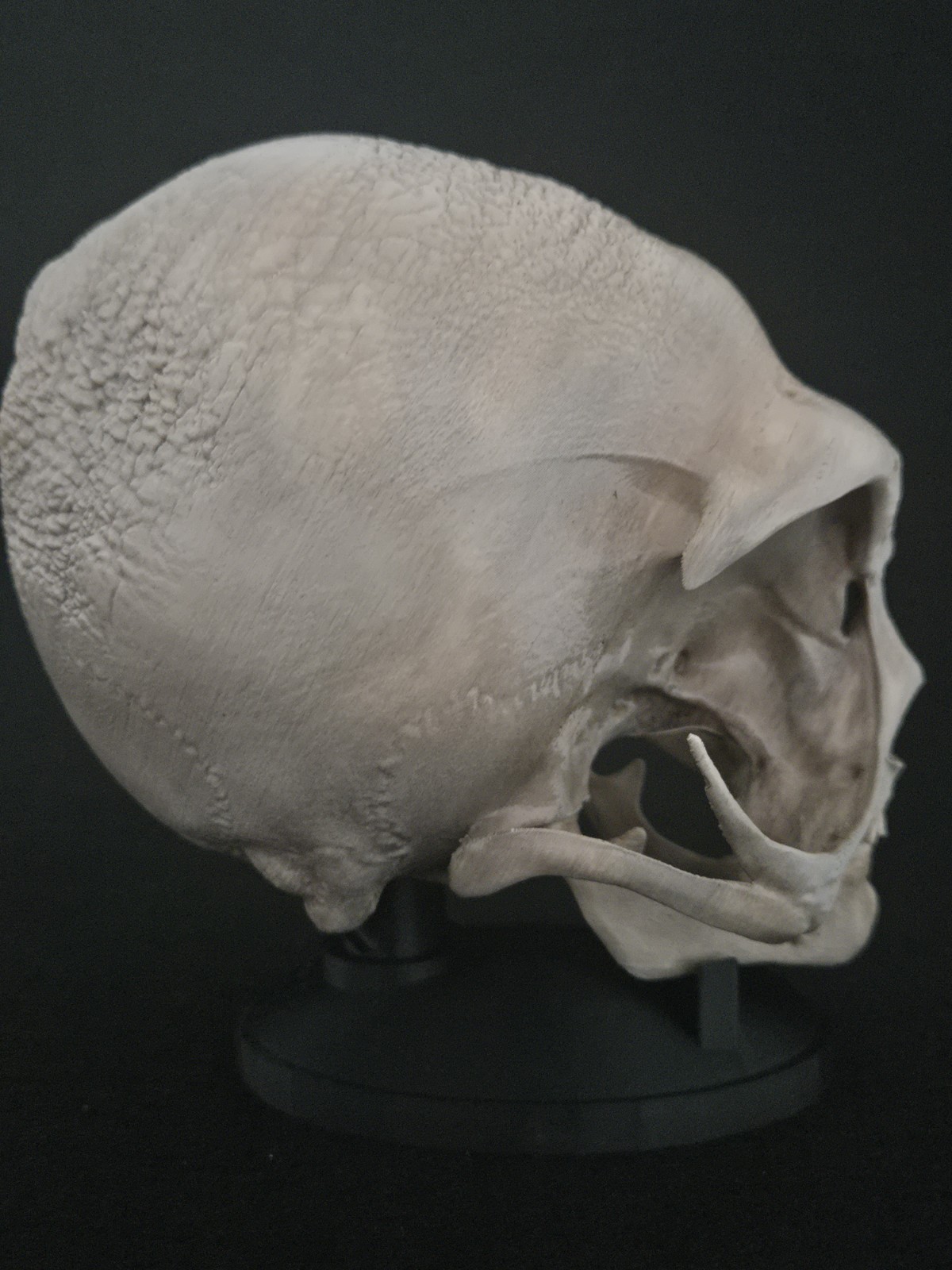 Alien Skull with stand - Realistic