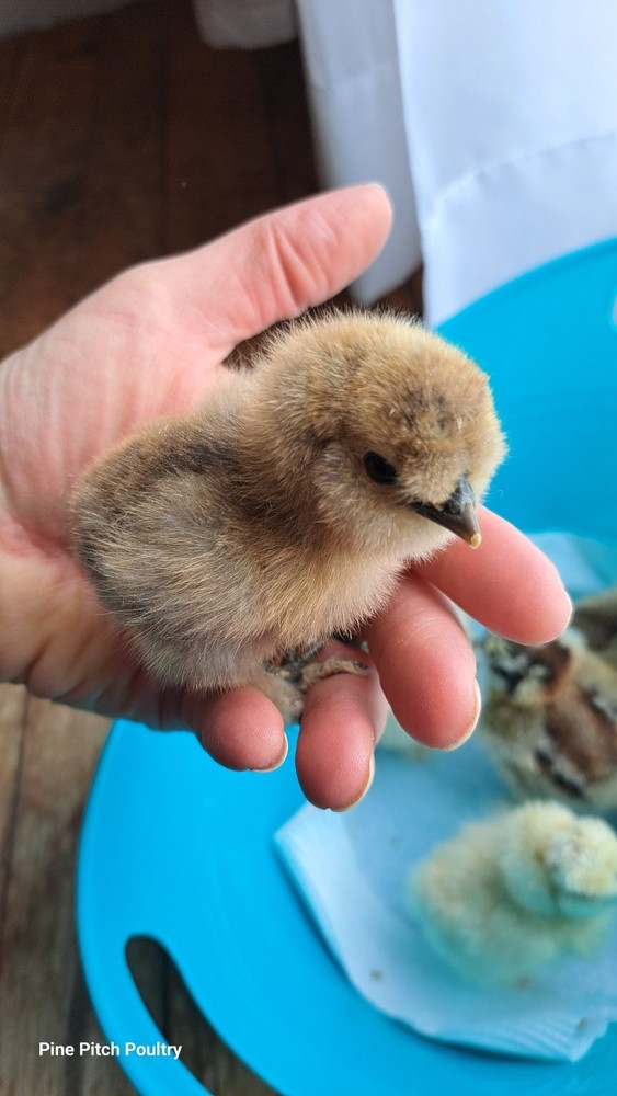 12+2 Silkie Hatching Eggs Npip