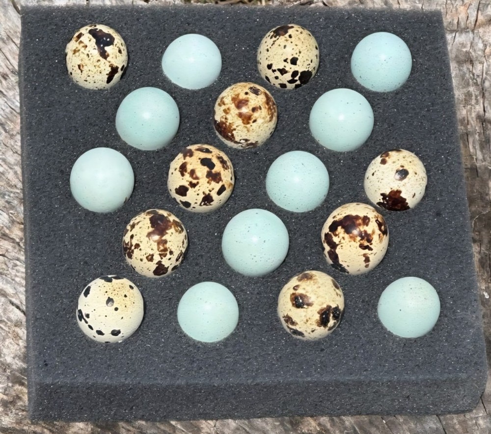 (14+ Total) 7 Celadon Blue/7 Assorted Coturnix Quail Hatching Eggs