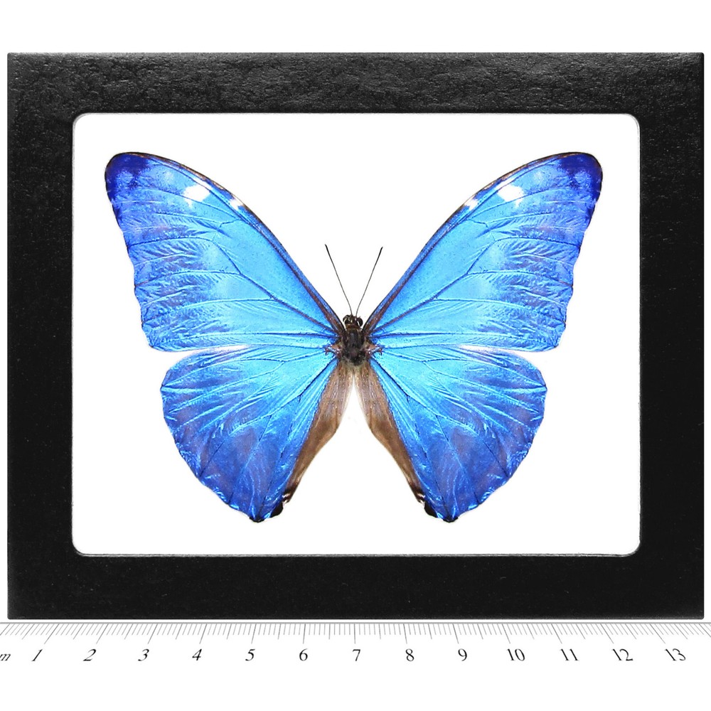 Morpho adonis REAL FRAMED BUTTERFLY BLUE PERU