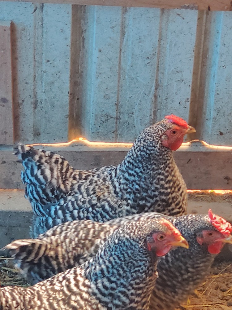 12 Dominique Hatching Eggs