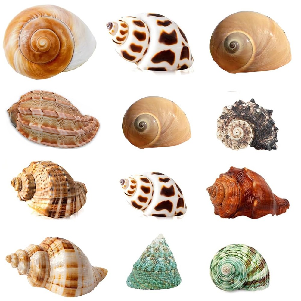 Hermit Crab Shells 12 Pack Assorted Turbo Shells Handpicked Crab House