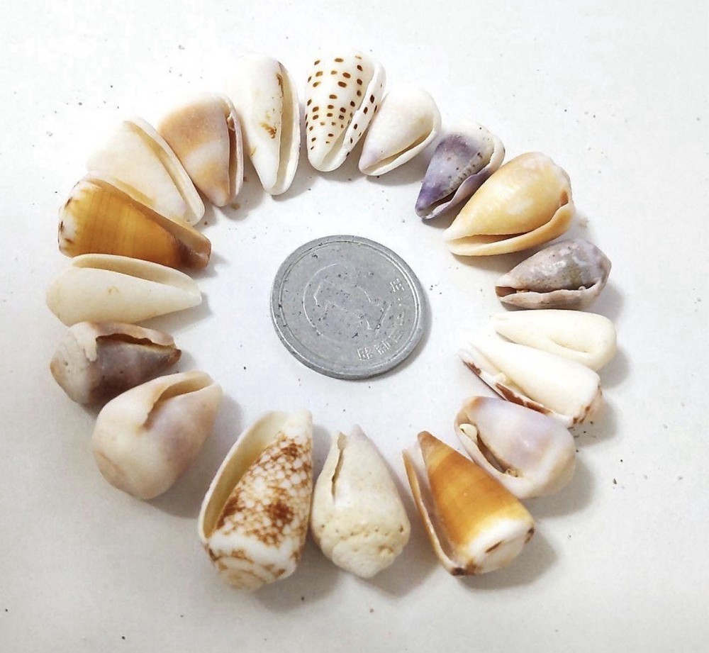 Cone Shell from japan Okinawa shell