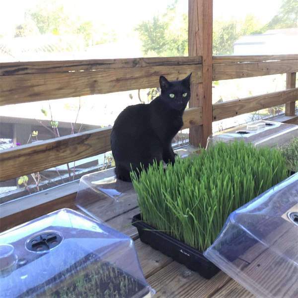 Wheatgrass Vented Humidity Dome FRUITING INCUBATING CHAMBER Kit Tray H DUTY