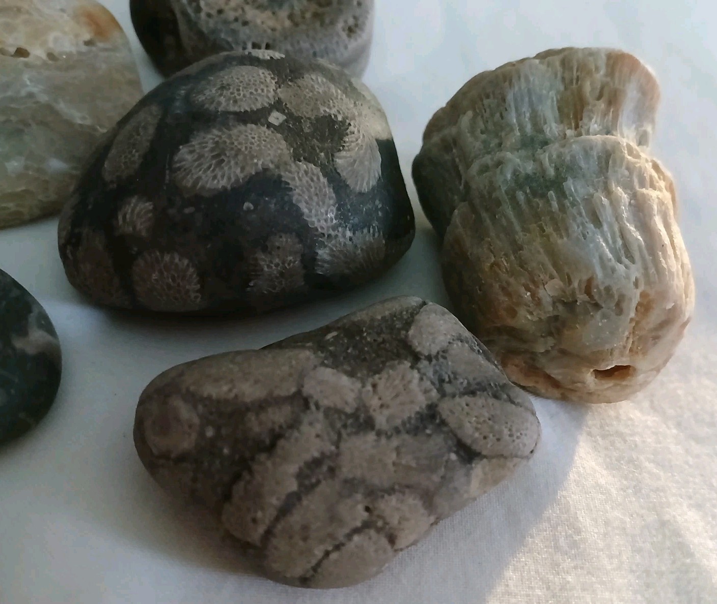 6 pc Lake Michigan Fossils Lot • 1 lb Unpolished Natural Beach Finds