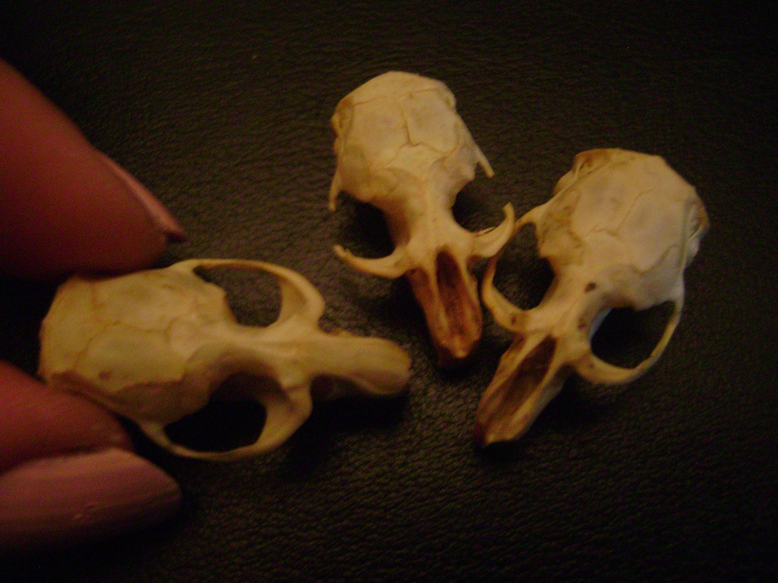 3 BLIND MICE real rat skulls HALLOWEEN CRAFTS taxidermy display BONES animal lot