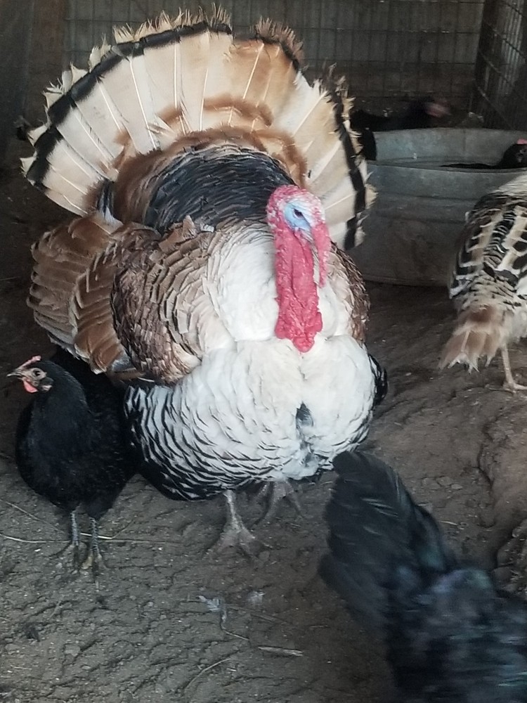 SWEETGRASS TURKEY fertile hatching eggs