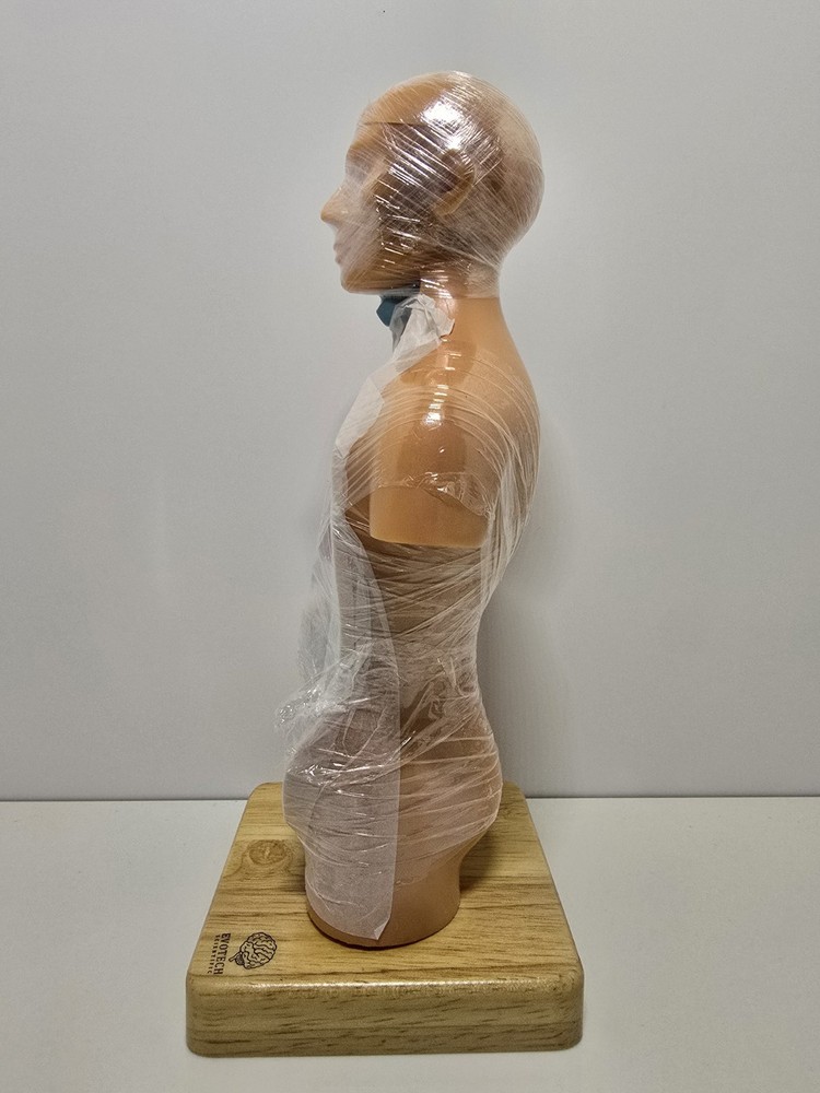 Evotech Mini Human Torso 10 inch Science Learning School