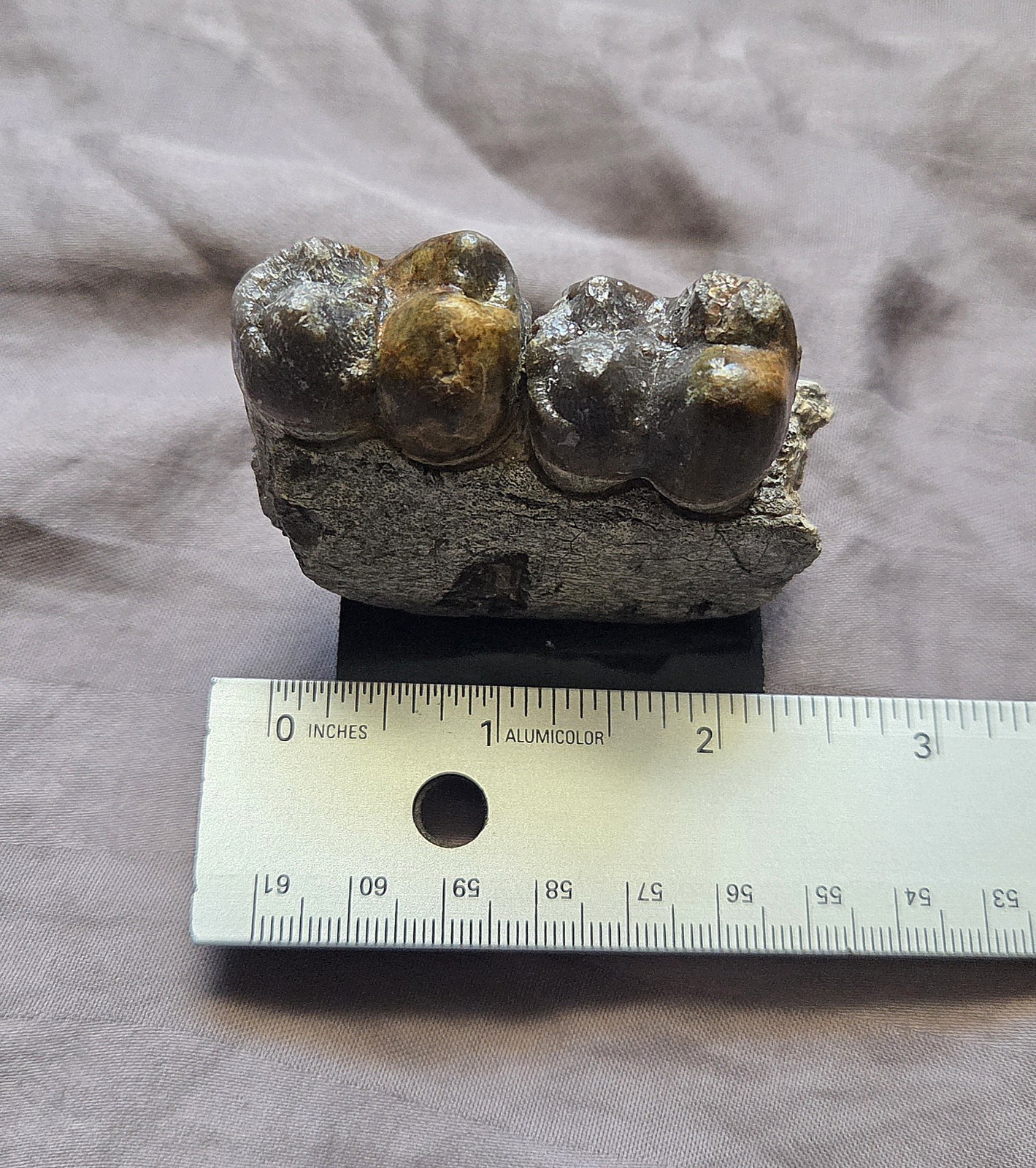 Rare Giant Hell Pig Archeotherium Fossil Jaw W Teeth Eocene Mammal South Dakota