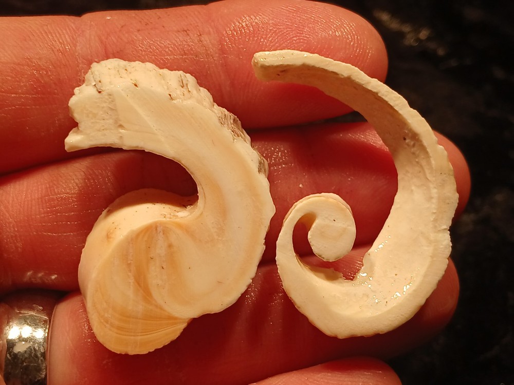 Shell Spiral Slices Lot