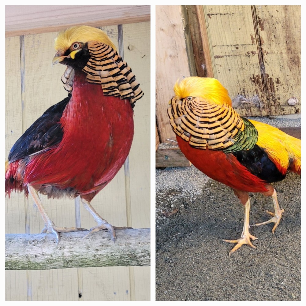 6 READY NOW Golden Pheasant Hatching Eggs