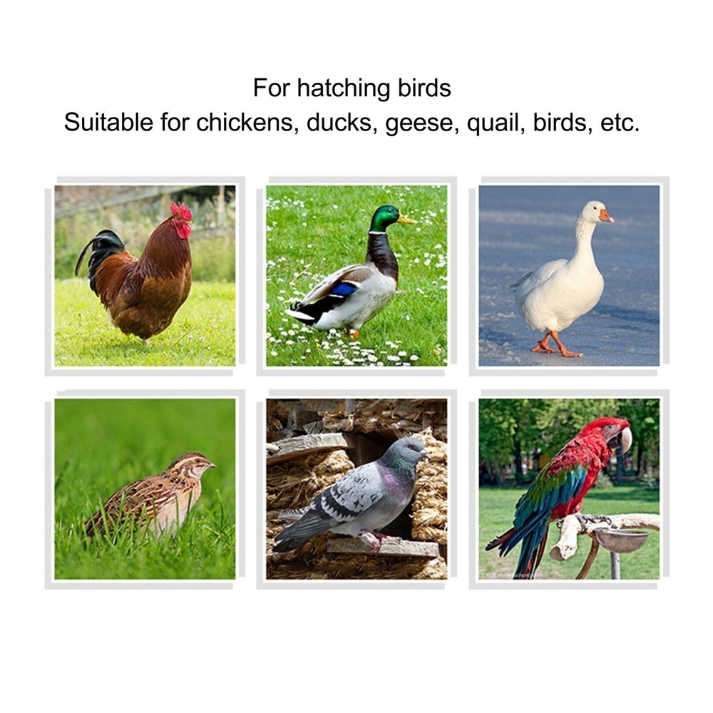 Automatic Incubator Temperature Controller with HD Display High Accuracy Incubat