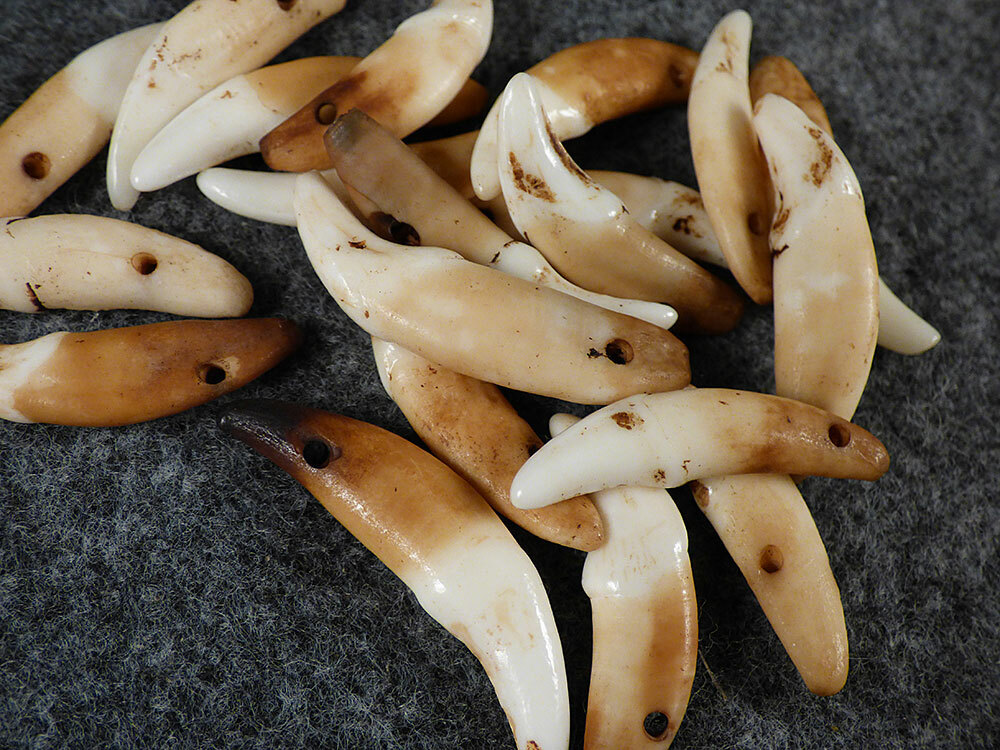 (10) OLD Original Coyote Canine Teeth Indian Ornamental Beads Fur Trade 1700's