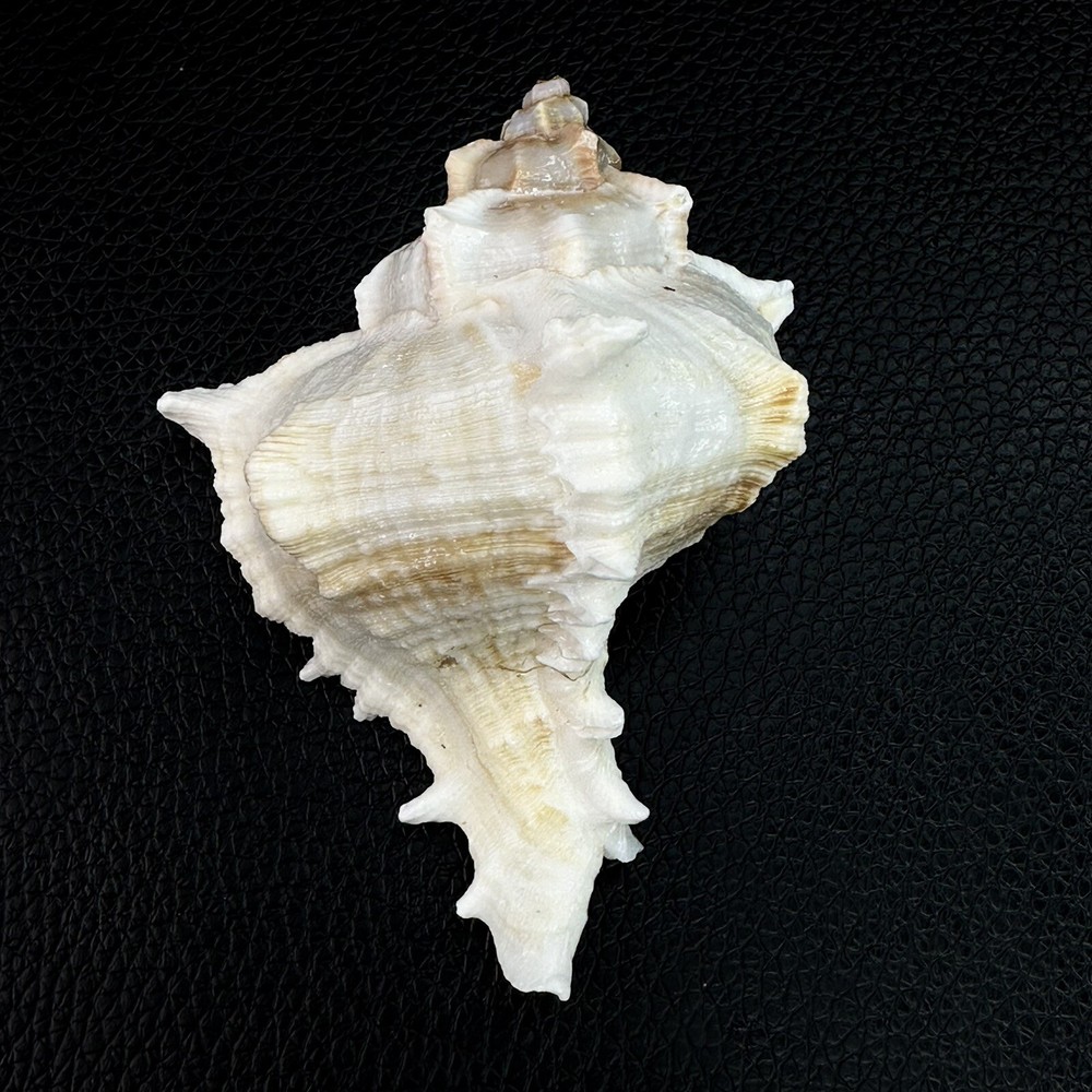 Vasum Cassiforme Conch Seashell Shell 74mm 2 7/8” Beautiful
