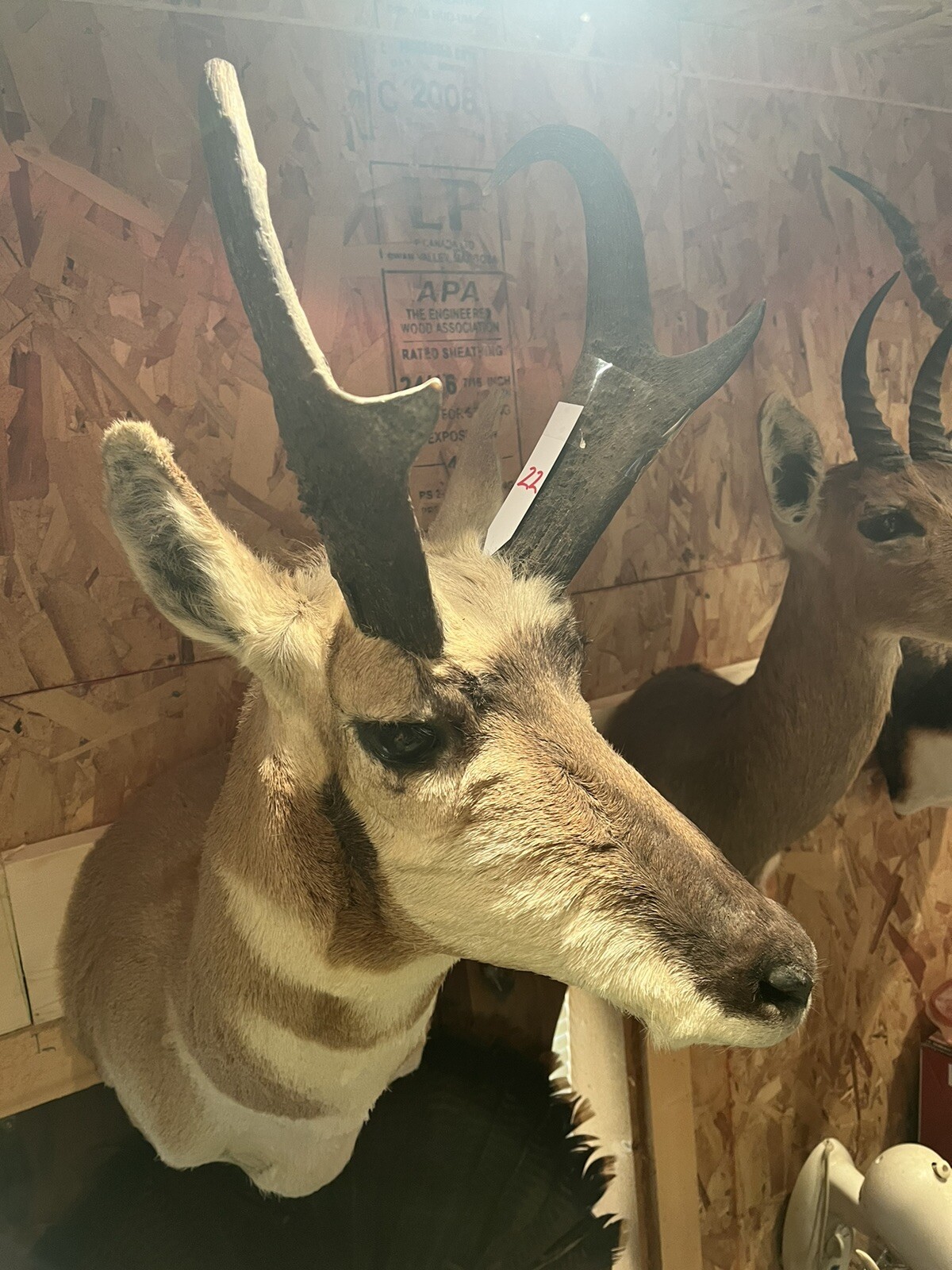 pronhorn antelope taxidermy shoulder mount