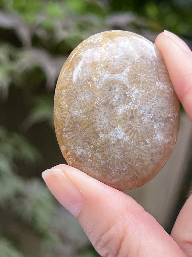 Fossilised Coral Crystal Palmstone AAA+ 19