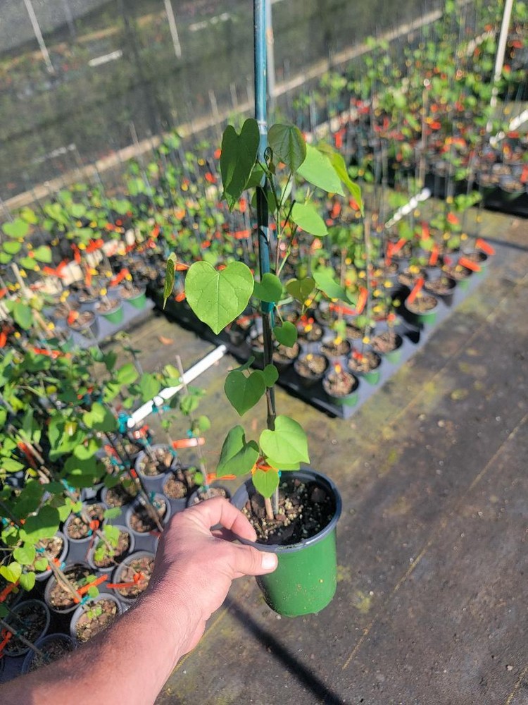 Eastern Redbud Tree ( Cercis ) - Live Plant - ( 1 QT )