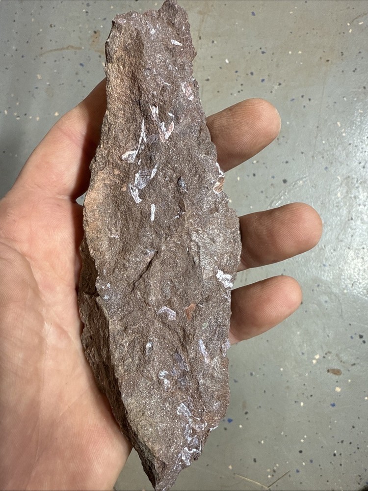 Fossil Placoderm