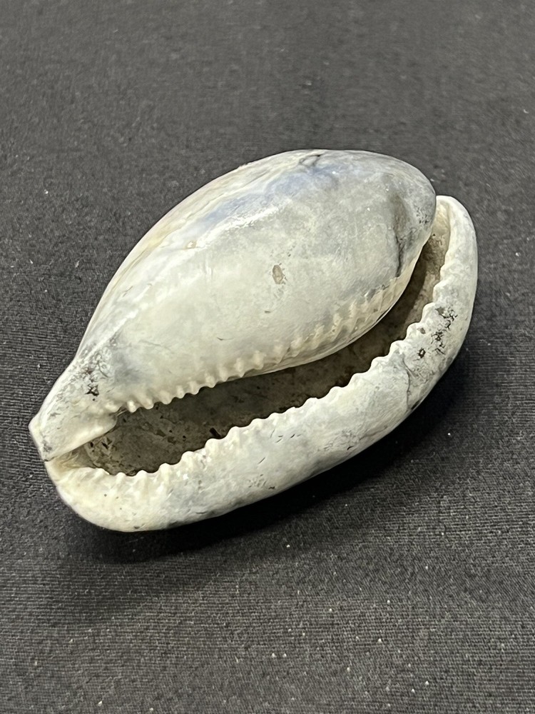 EXTINCT Fossilized COWRIE Shell From Central Florida - Pliocene Era.