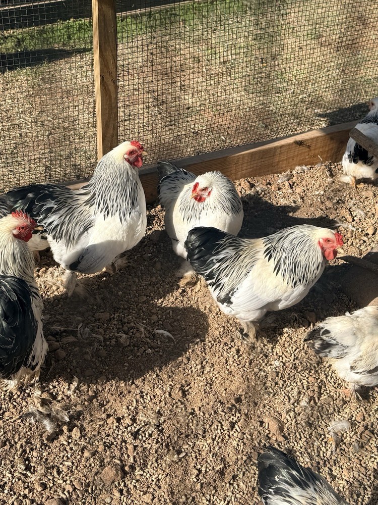 Light Brahma Bantam hatching eggs
