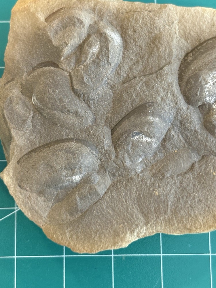 Mazon Creek- Multiple Mazonomya mazonensis concretion- Braidwood, Illinois