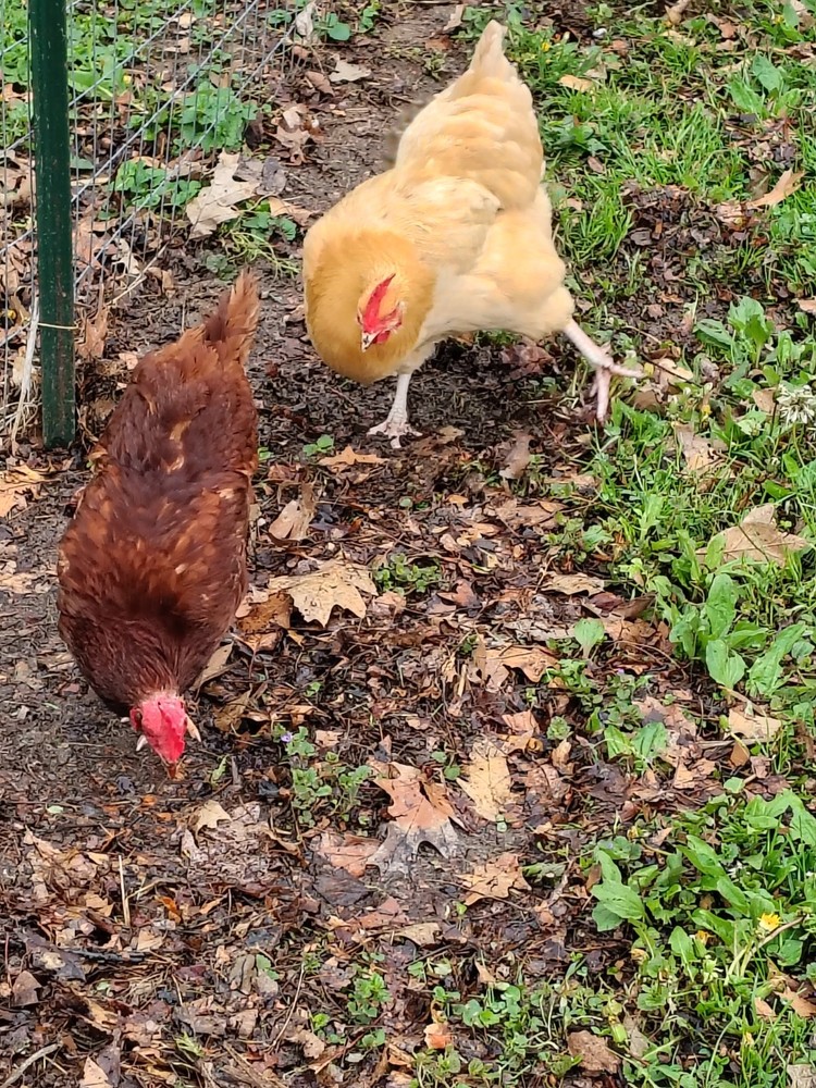 12 Barnyard mix hatching chicken eggs