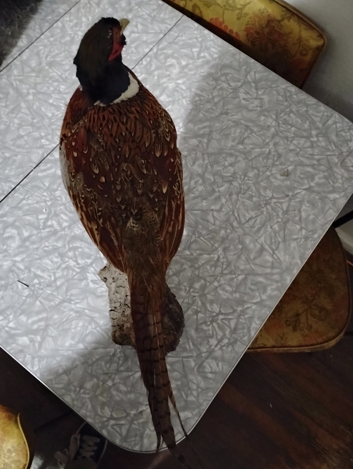 Vintage Pheasant Taxidermy - Table / Shelf Display Mount - Read Description