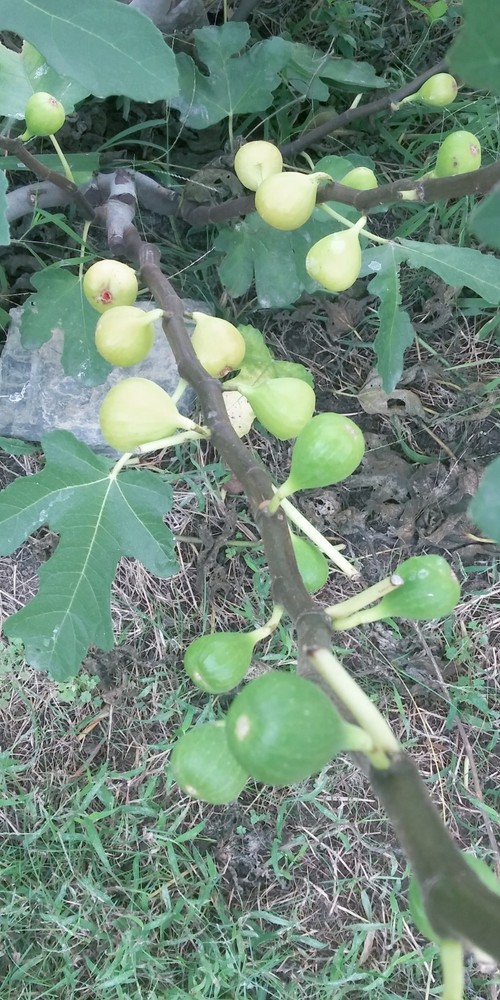 WHITE MADEIRA FIG TREE - 1 Bare root 2 years old