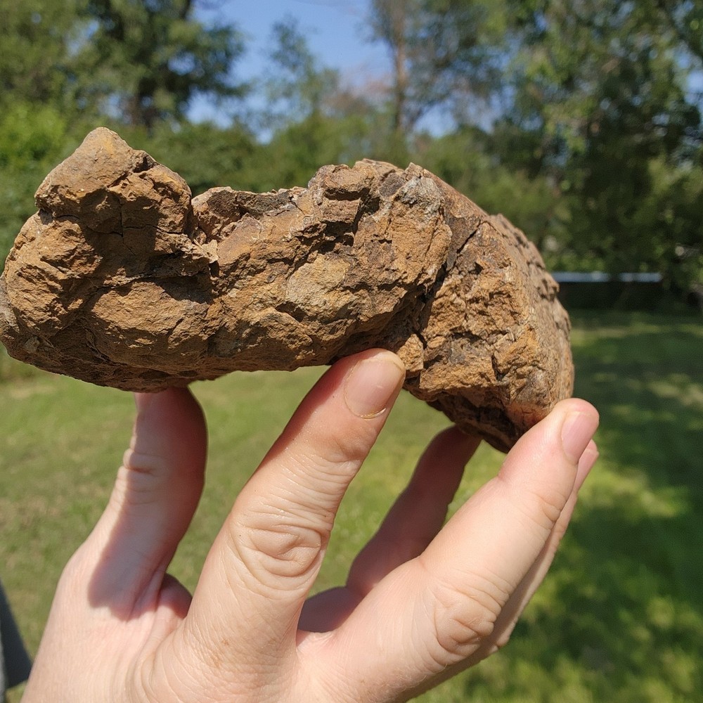 Dinosaur bone Section - Authentic Cretaceous Fossil - Hell Creek Formation