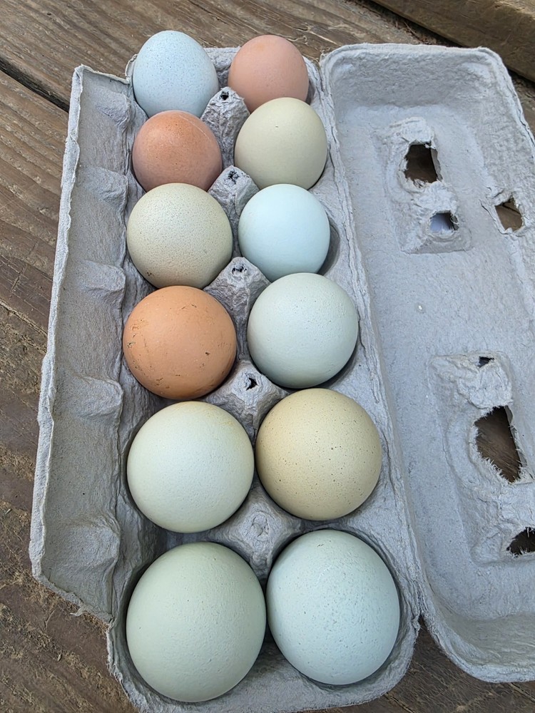 Easter Egger/ Rainbow Hatching Eggs - 12 Eggs