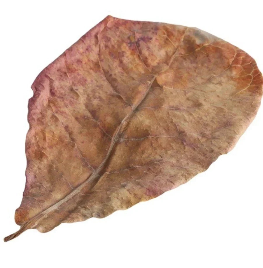 1 dried jasmine leaf on red font yellow blue duong dan don new green tree