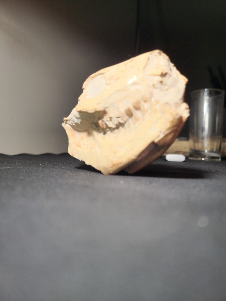Oreodont Skull