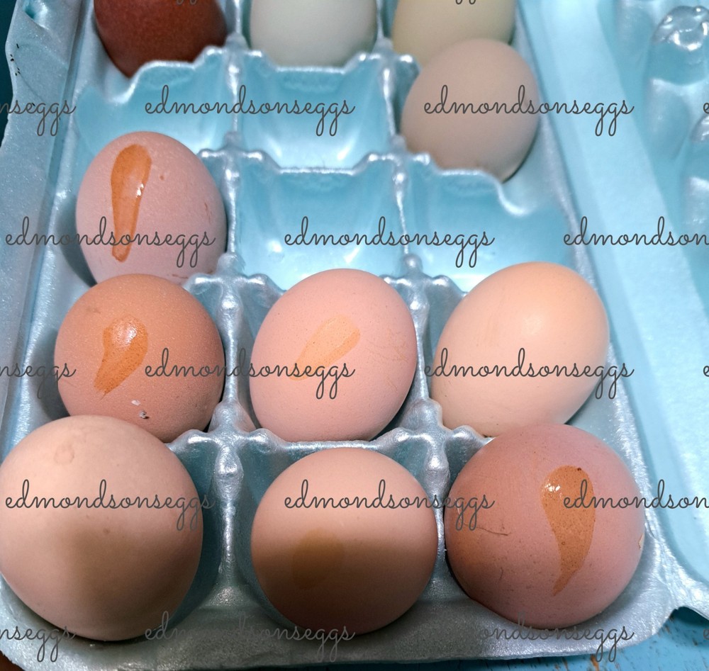 12 Colorful Hatching EGGS.multi Gen Olive EGGER Easter Egger Free Ranging Mix