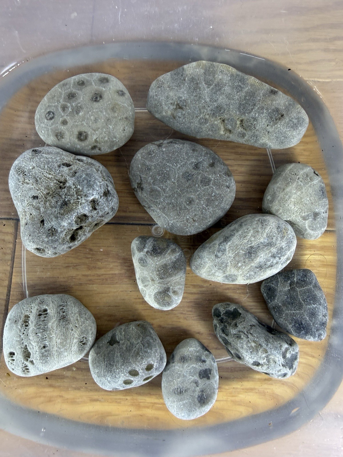 Lot 12 Petoskey Stones Unpolished 1 Lb Lake Michigan Coral Fossil Craft Jewelry