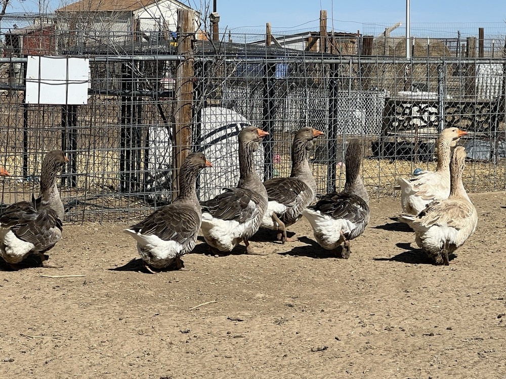 Jumbo Dewlap Toulouse Hatching Eggs